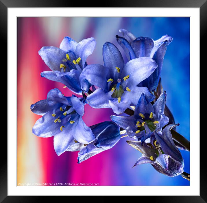 Bluebells Framed Mounted Print by Clare Edmonds