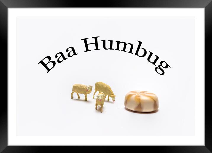 Baa Humbug Framed Mounted Print by Steve Purnell