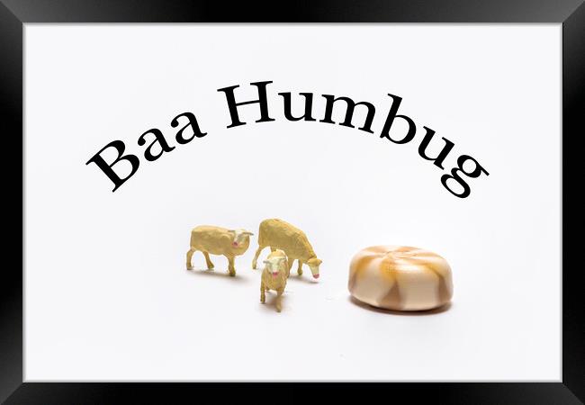 Baa Humbug Framed Print by Steve Purnell