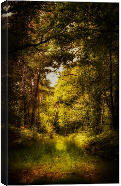 Thetford Forest Walk  Canvas Print by Jacqui Farrell