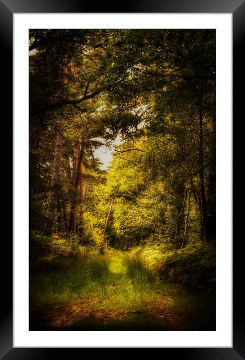 Thetford Forest Walk  Framed Mounted Print by Jacqui Farrell