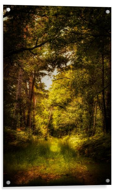 Thetford Forest Walk  Acrylic by Jacqui Farrell