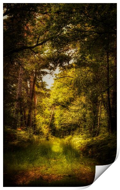 Thetford Forest Walk  Print by Jacqui Farrell