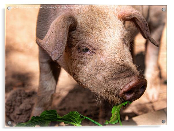 Porky!! Acrylic by Lee Kershaw
