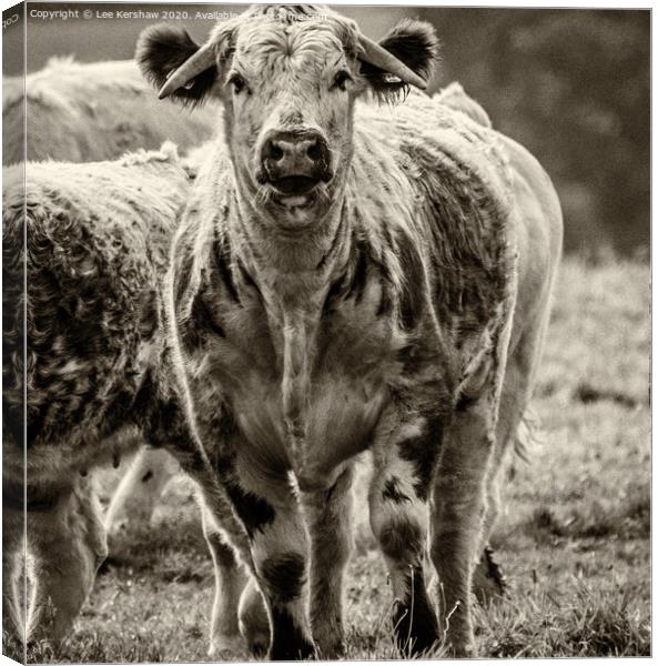 A Load of Old Bull Canvas Print by Lee Kershaw