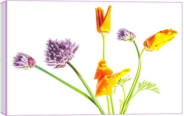 Orange & Purple Flowers Canvas Print by Clare Edmonds