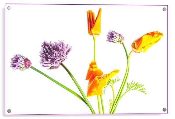 Orange & Purple Flowers Acrylic by Clare Edmonds