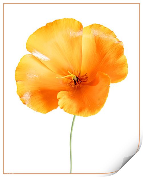 Orange Poppy Print by Clare Edmonds