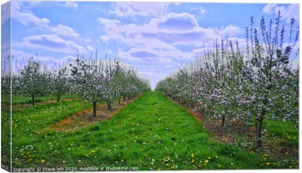 Summer Orchards Canvas Print by Steve WP