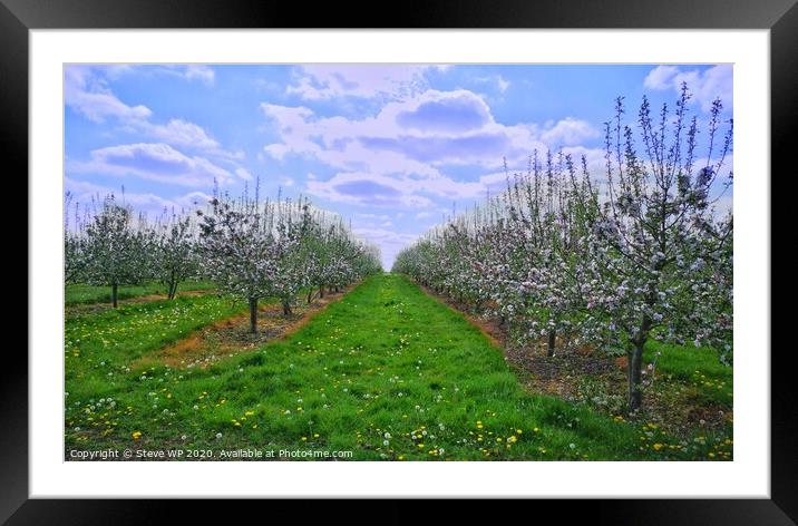 Summer Orchards Framed Mounted Print by Steve WP