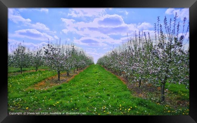 Summer Orchards Framed Print by Steve WP