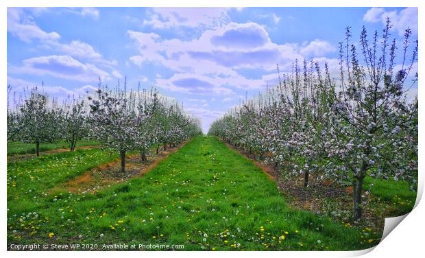 Summer Orchards Print by Steve WP