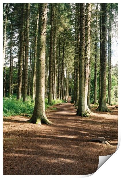 Forest Walk Print by Lee Osborne