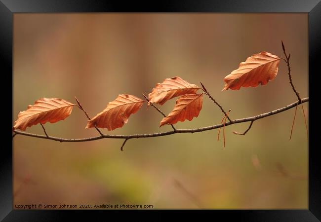 Queuing beech leaves, no social distance Framed Print by Simon Johnson