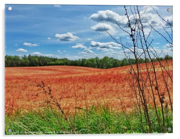 Red Fields Acrylic by Steve WP
