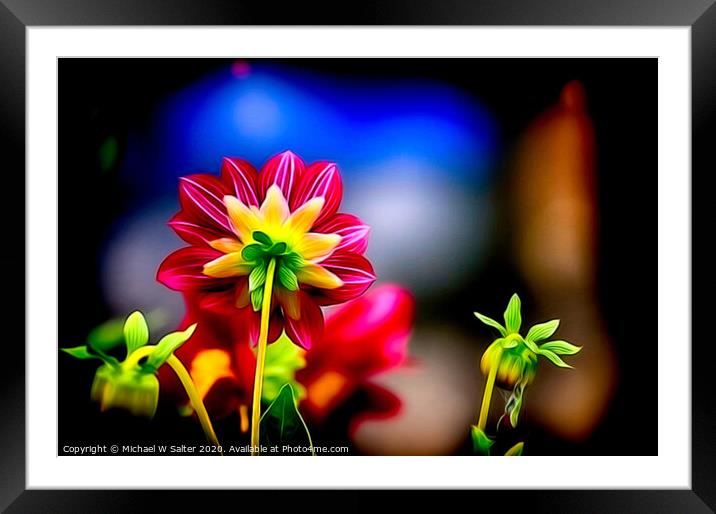 Dahlia Candy Framed Mounted Print by Michael W Salter