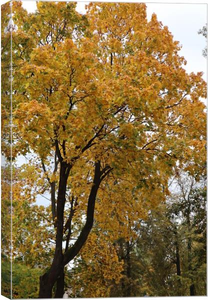 Tree with yellow foliage in autumn in the Park Canvas Print by Karina Osipova