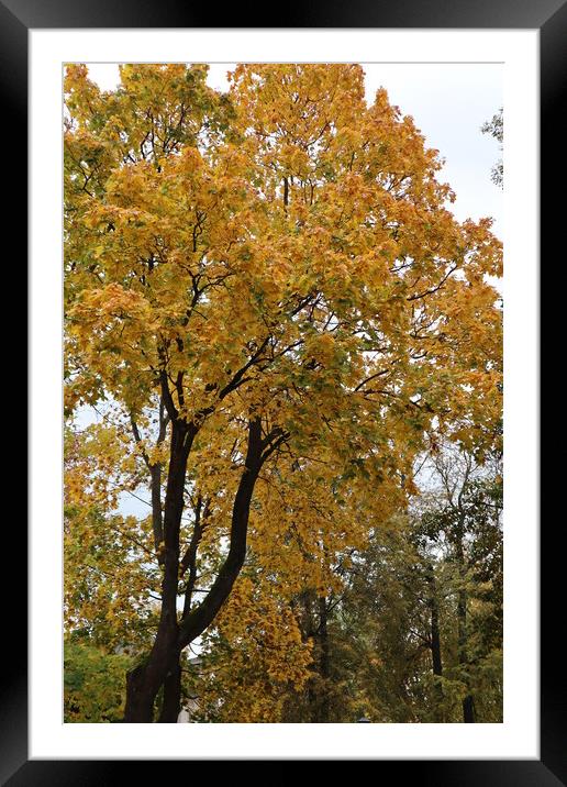 Tree with yellow foliage in autumn in the Park Framed Mounted Print by Karina Osipova