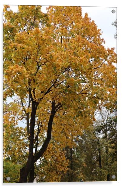 Tree with yellow foliage in autumn in the Park Acrylic by Karina Osipova