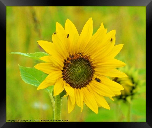 Sunflower Framed Print by sue jenkins