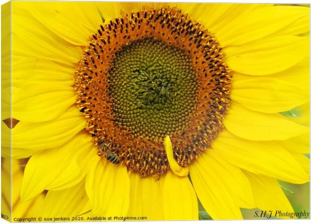 sunflower patterns Canvas Print by sue jenkins