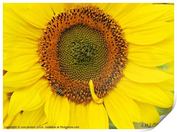 sunflower patterns Print by sue jenkins