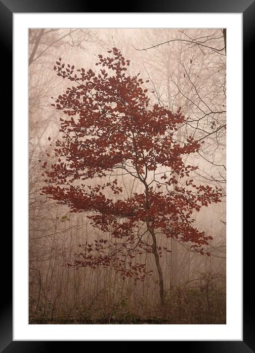 last clothed beech tree Framed Mounted Print by Simon Johnson