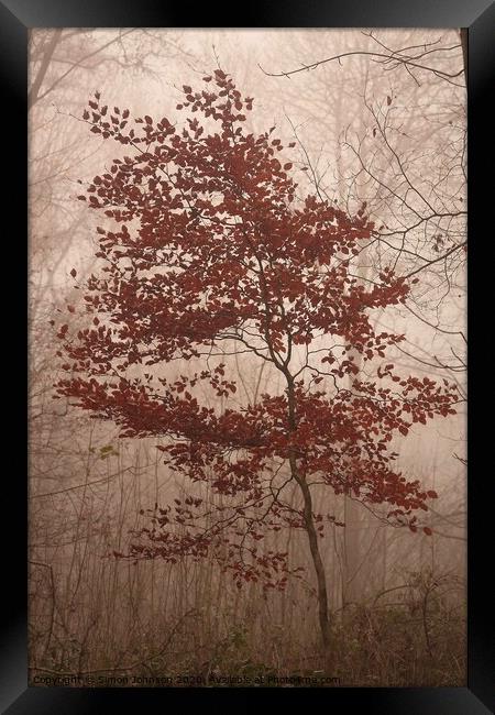 last clothed beech tree Framed Print by Simon Johnson