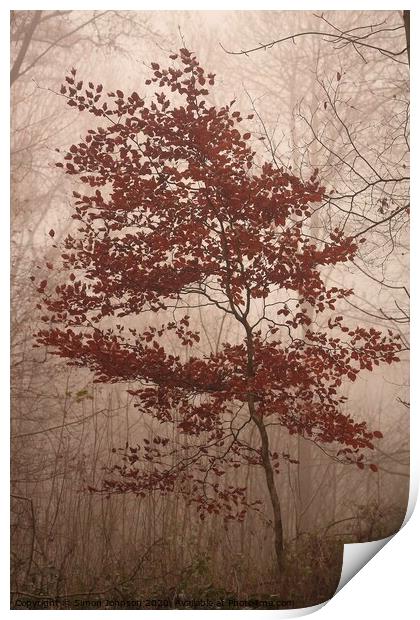 last clothed beech tree Print by Simon Johnson