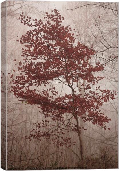 jBeech tree in autumn Canvas Print by Simon Johnson