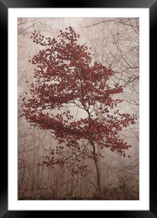 jBeech tree in autumn Framed Mounted Print by Simon Johnson