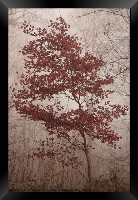 jBeech tree in autumn Framed Print by Simon Johnson