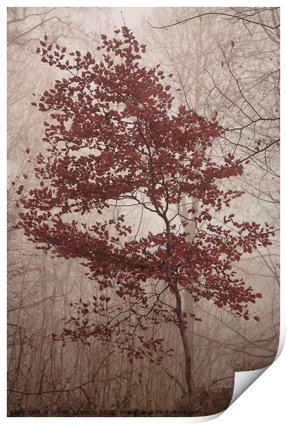 jBeech tree in autumn Print by Simon Johnson