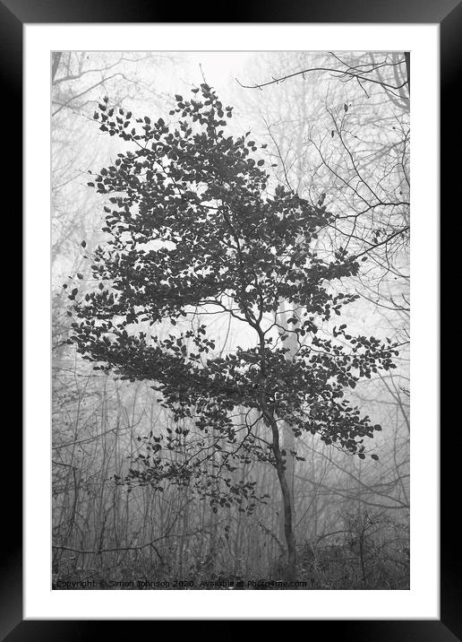 Beech tree Framed Mounted Print by Simon Johnson