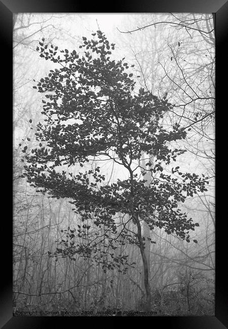 Beech tree Framed Print by Simon Johnson