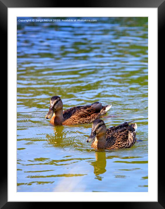 Two wild brown cute ducks swimming together, close-up. Framed Mounted Print by Sergii Petruk