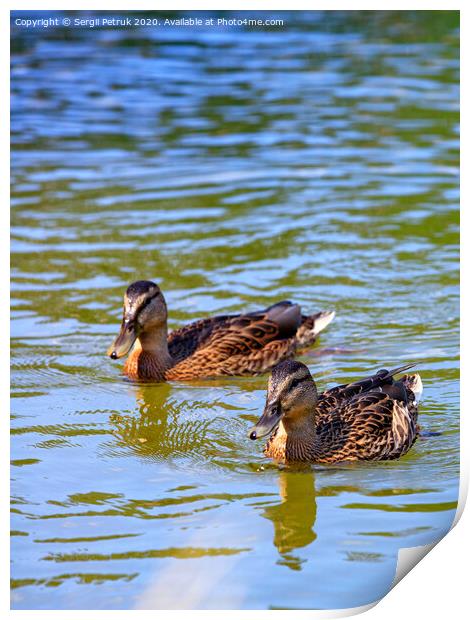 Two wild brown cute ducks swimming together, close-up. Print by Sergii Petruk