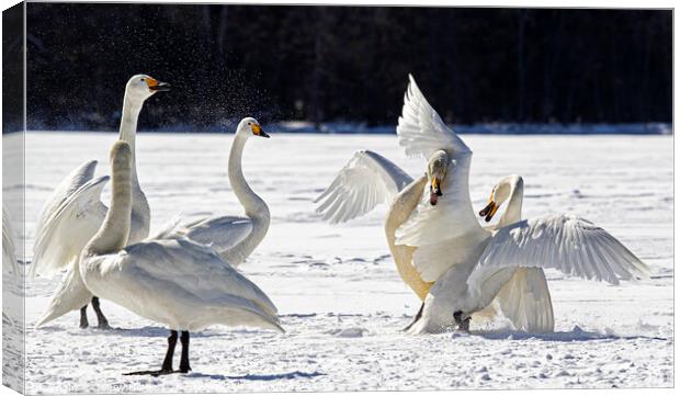 Whooper Swans squabbling in snow, Hokkaido Japan Canvas Print by Jenny Hibbert