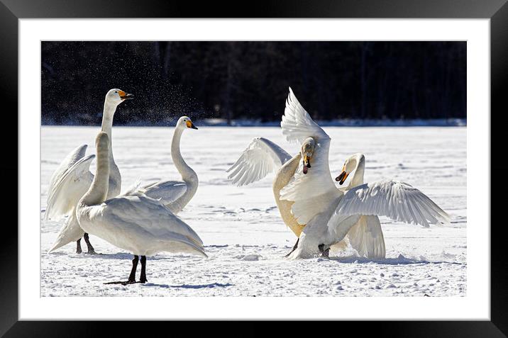 Whooper Swans squabbling in snow, Hokkaido Japan Framed Mounted Print by Jenny Hibbert