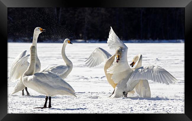 Whooper Swans squabbling in snow, Hokkaido Japan Framed Print by Jenny Hibbert