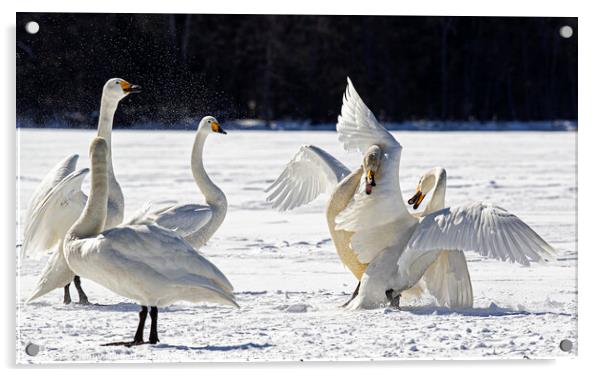 Whooper Swans squabbling in snow, Hokkaido Japan Acrylic by Jenny Hibbert