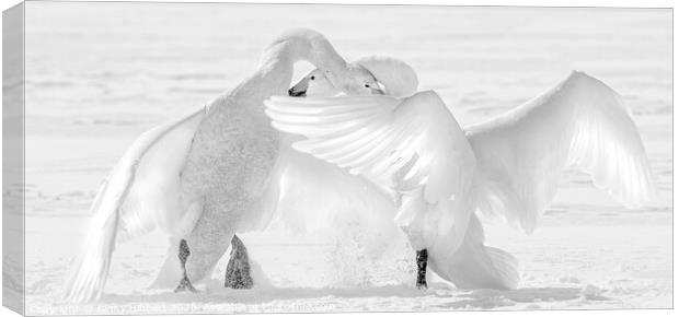 Black and White photo of two Whooper swans fighting Canvas Print by Jenny Hibbert