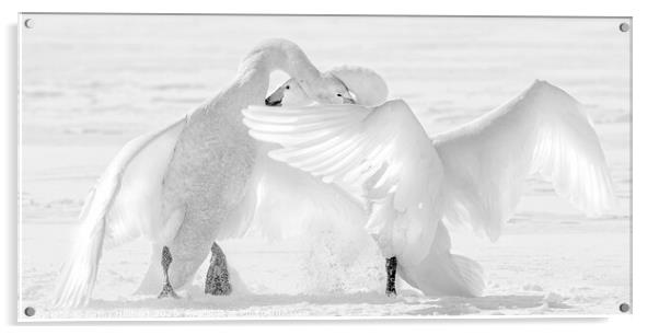 Black and White photo of two Whooper swans fighting Acrylic by Jenny Hibbert