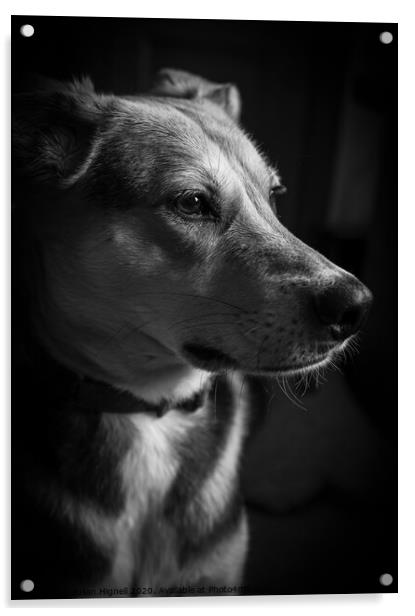 Portrait of a Dog Acrylic by Julian Hignell