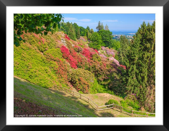 the valley of rhodondendros  Framed Mounted Print by daniele mattioda