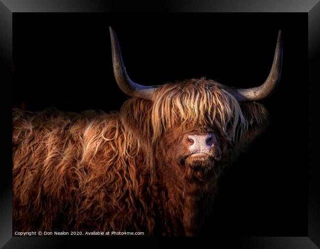 Majestic Scottish Highland Cow Framed Print by Don Nealon