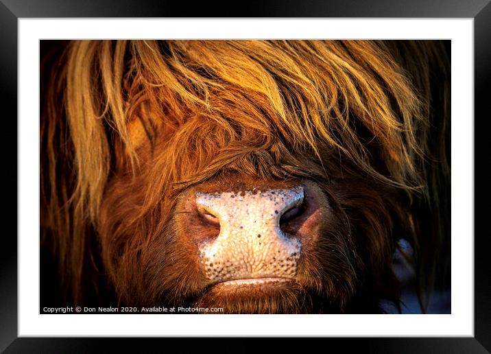 Majestic Highland Cow Framed Mounted Print by Don Nealon