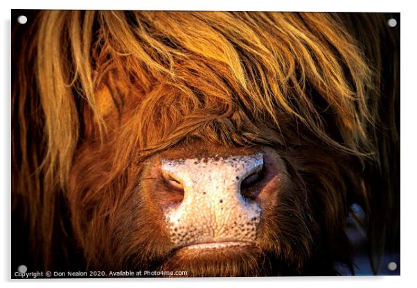 Majestic Highland Cow Acrylic by Don Nealon