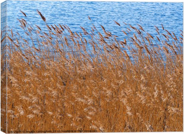 Reeds Beside a Pond Canvas Print by Angela Cottingham