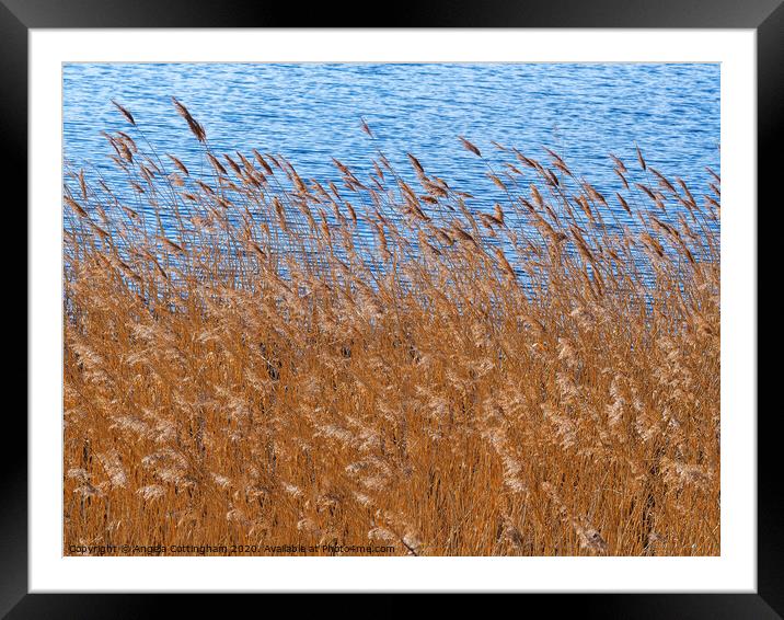 Reeds Beside a Pond Framed Mounted Print by Angela Cottingham